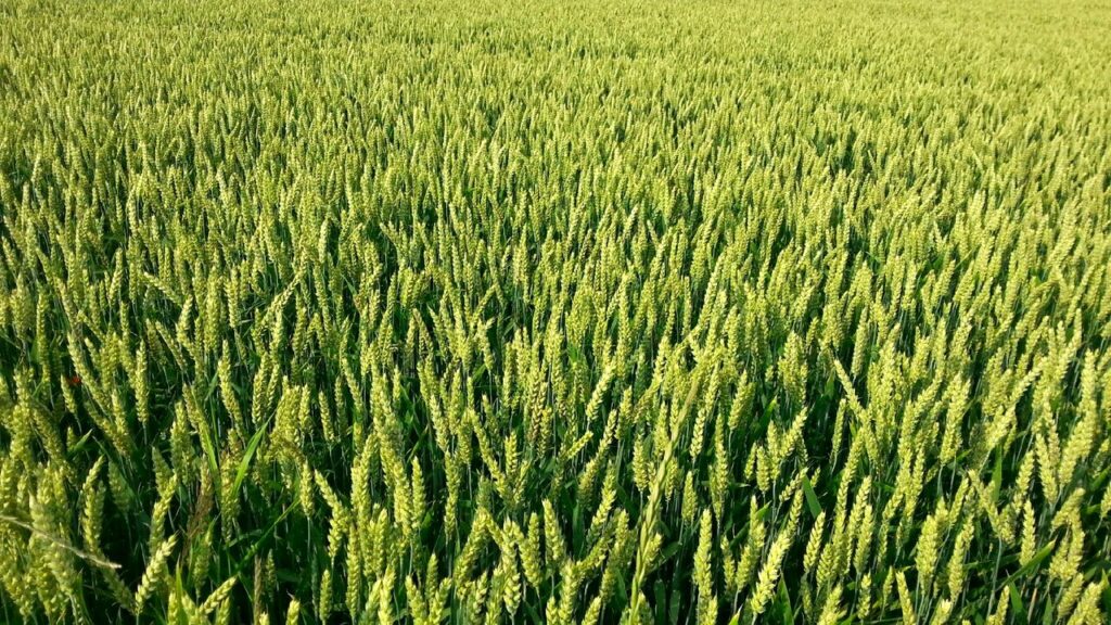 Digitisation for Agriculture (D4Ag)-Sia360